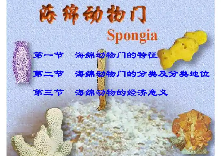 《动物学》多孔动物门课件