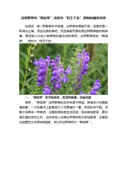 这种野草叫“韩信草”,也称为“药王千金”,抑制肿瘤有特效