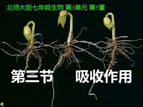 吸收作用PPT课件 北师大版