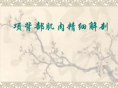 项背部肌肉
