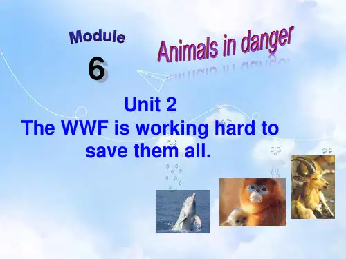 外研版八年级英语上册 Module 6 Unit 2 The WWF is working hard to save them all课件