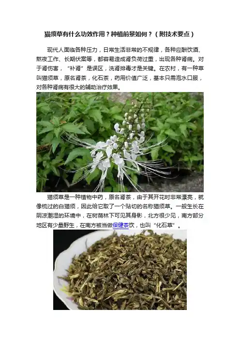 猫须草有什么功效作用？种植前景如何？（附技术要点）