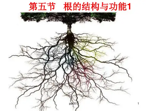 根的结构与功能  ppt课件