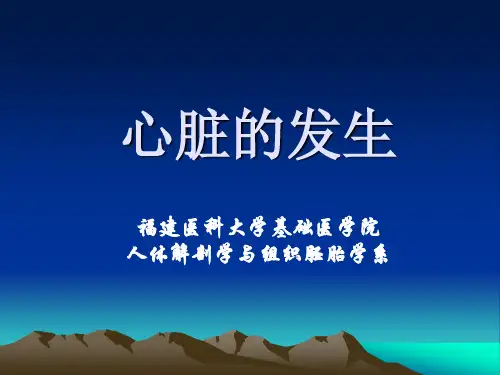 胸部解剖学课件：心和大血管的发生