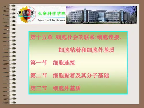 细胞生物学-翟中和-第三版-第十五章