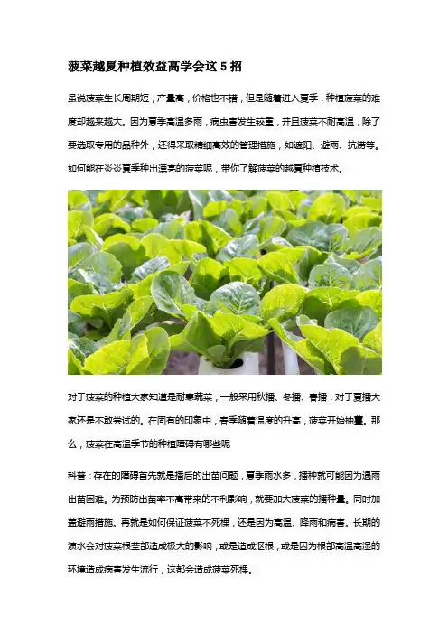 菠菜越夏种植效益高学会这5招