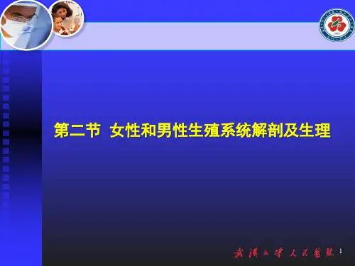 第二、三节女性和男性生殖系统解剖及生理