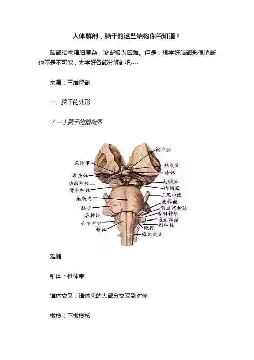 人体解剖，脑干的这些结构你当知道！