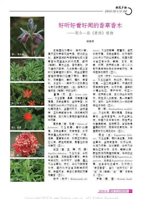 好听好看好闻的香草香木——简介一些《楚辞》植物