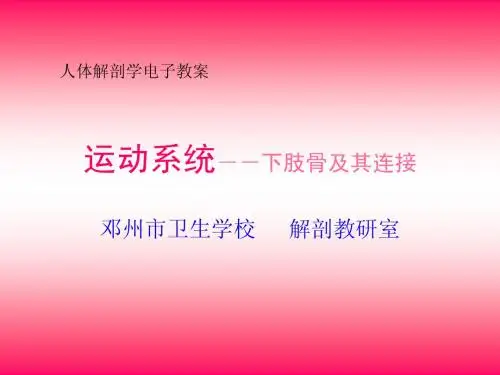 运动系统--下肢骨及其连接