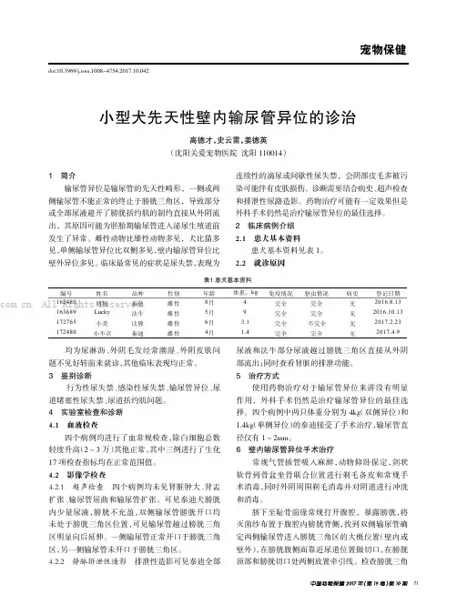 小型犬先天性壁内输尿管异位的诊治