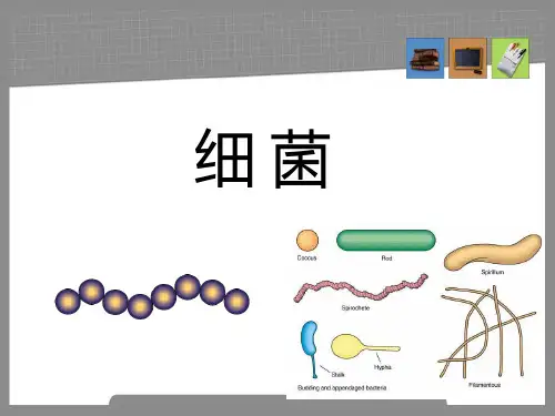 细菌