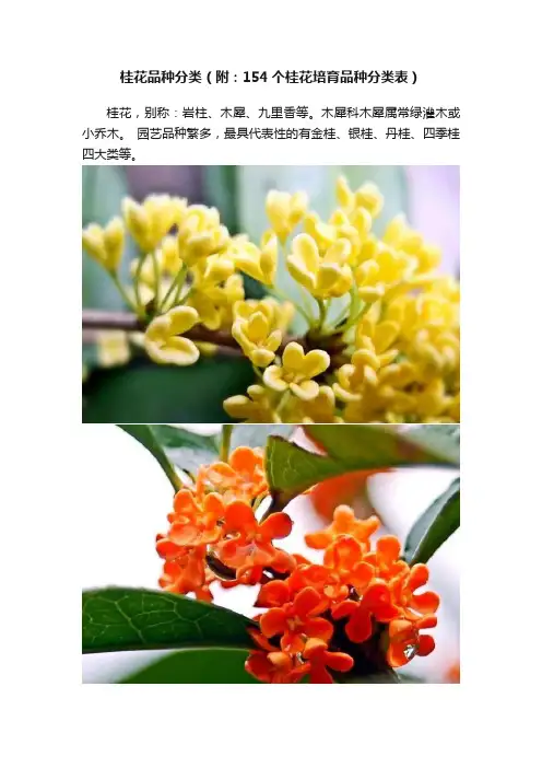 桂花品种分类（附：154个桂花培育品种分类表）