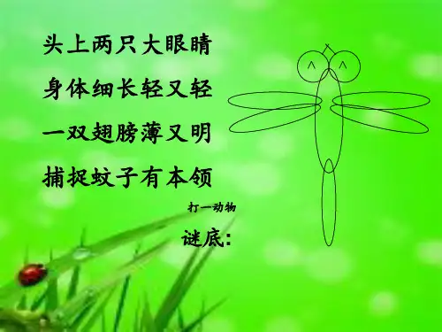 《小蜻蜓》PPT课件