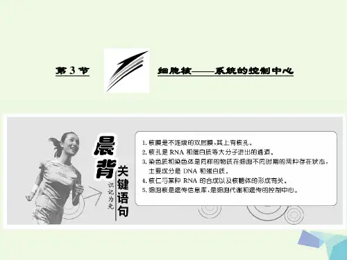 高中生物第3章第3节细胞核__系统的控制中心课件2.ppt