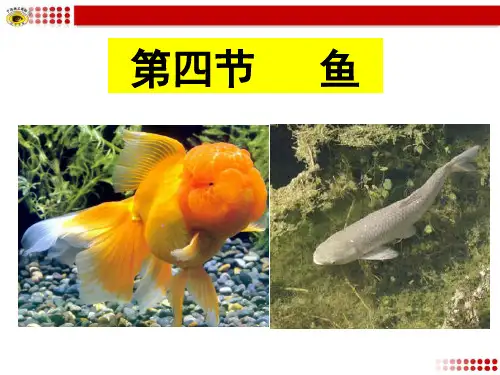 第四节  鱼 -课件ppt