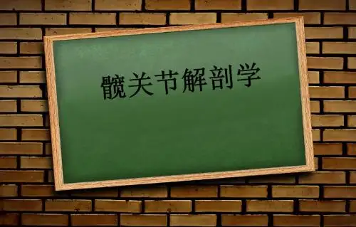 髋关节解剖学-精品文档24页