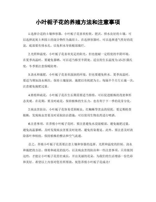 小叶栀子花的养殖方法和注意事项