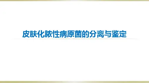 微生物学实验设计_案例导入_皮肤化脓性病原菌的分离和鉴定