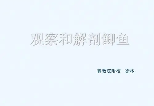 观察和解剖鲫鱼(实验)