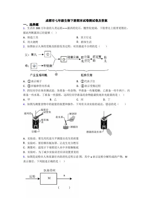 成都市七年级生物下册期末试卷测试卷及答案