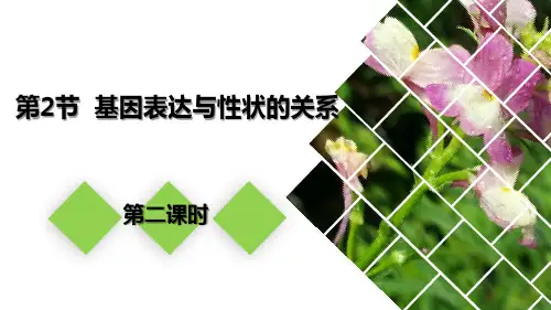 4.2 基因表达与性状的关系(第2课时)(课件)高一生物(人教版2019必修2)