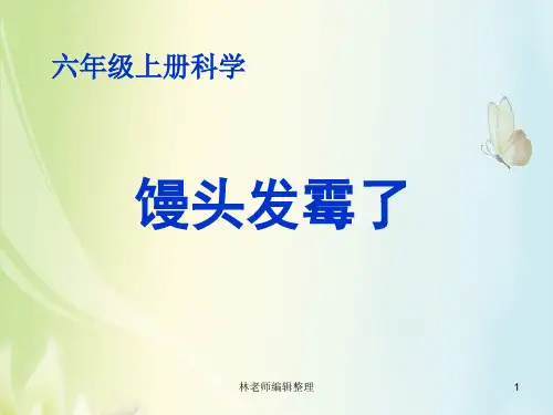 青岛小学科学六上《3、馒头发霉了》PPT课件 (2)
