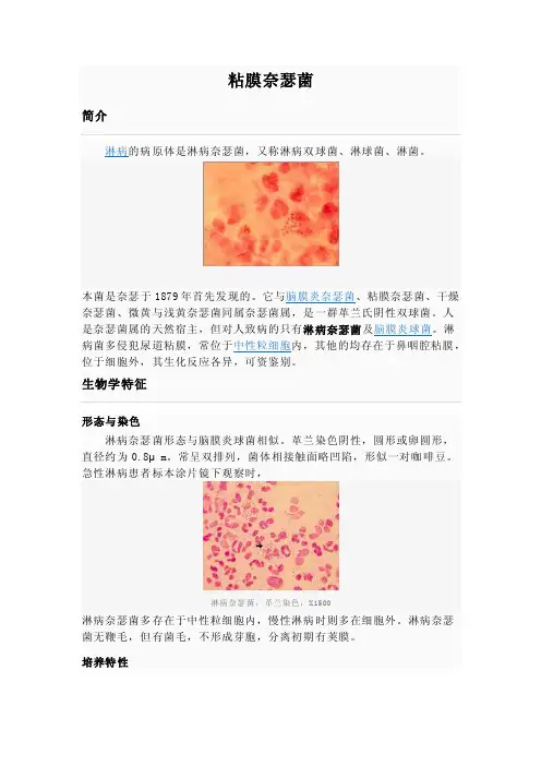 粘膜奈瑟菌简介