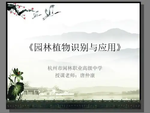 常绿阔叶乔木的识别与应用3模板