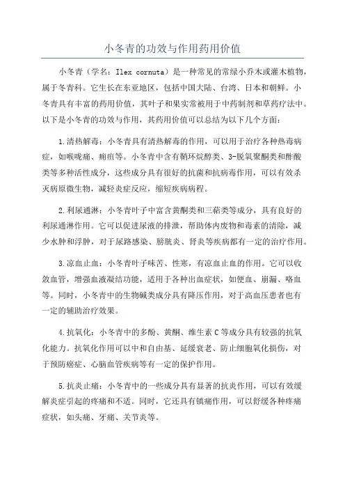 小冬青的功效与作用药用价值