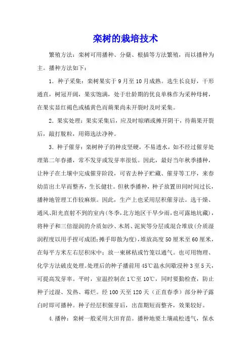 栾树的栽培技术