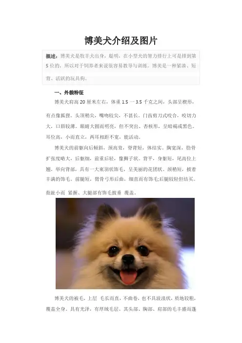 博美犬介绍及图片