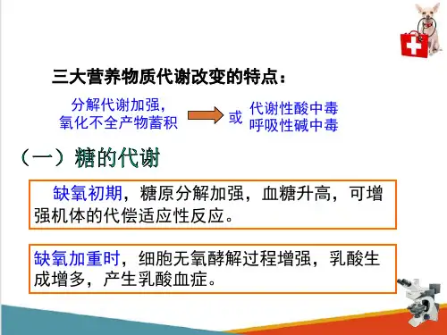 动物缺氧—缺氧时机体代谢和功能的变化(动物病理学课件)