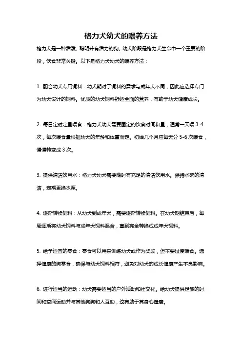 格力犬幼犬的喂养方法