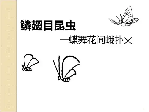 鳞翅目昆虫PPT课件