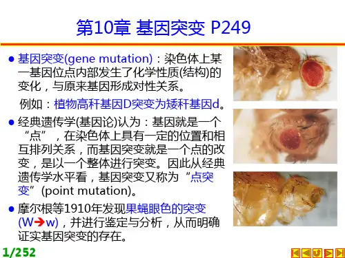 遗传学课件第十章 基因突变