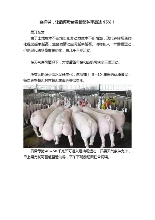 这样做，让后背母猪发情配种率高达95%！