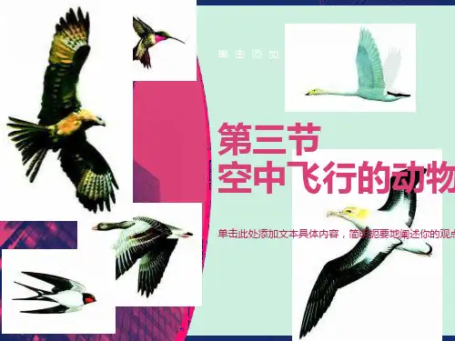 空中飞行的动物