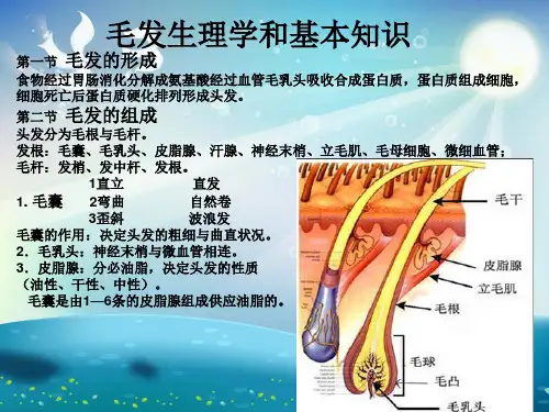 毛发生理学和基本知识课件