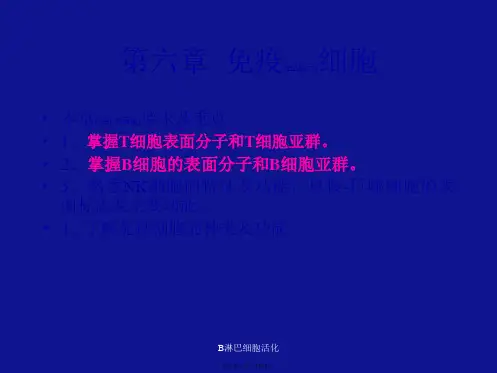 B淋巴细胞活化课件