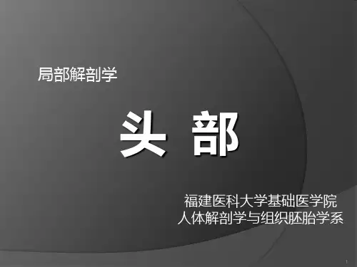 局解课件-理论课—头部