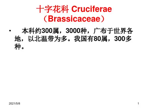 十字花科植物特征