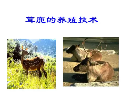 茸鹿的养殖技术+课件 高一下学期劳动技术