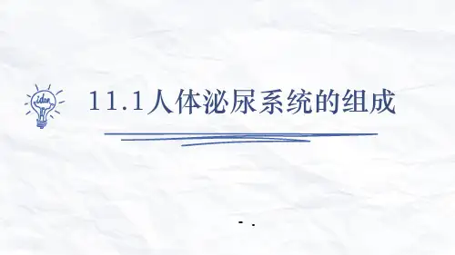 《人体泌尿系统的组成》PPT课件