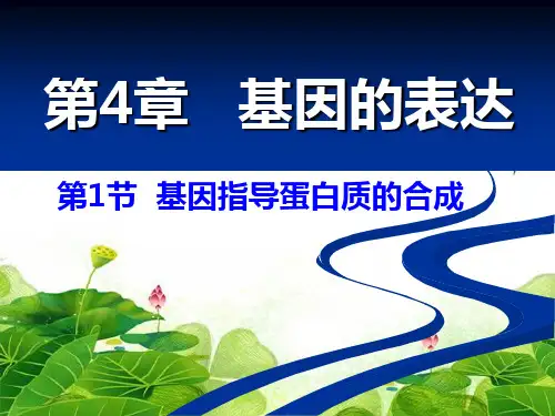 人教版高中生物必修2第四章第一节—2020基因指导蛋白质的合成(共34张PPT)精选优质 课件
