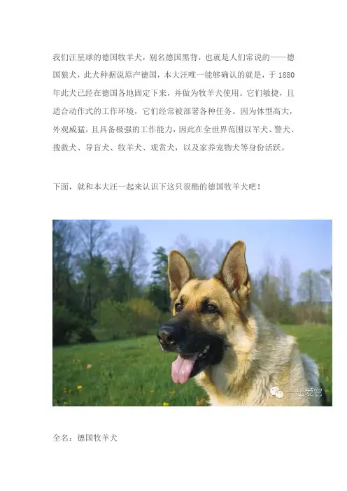 新手养牧羊犬须知常识