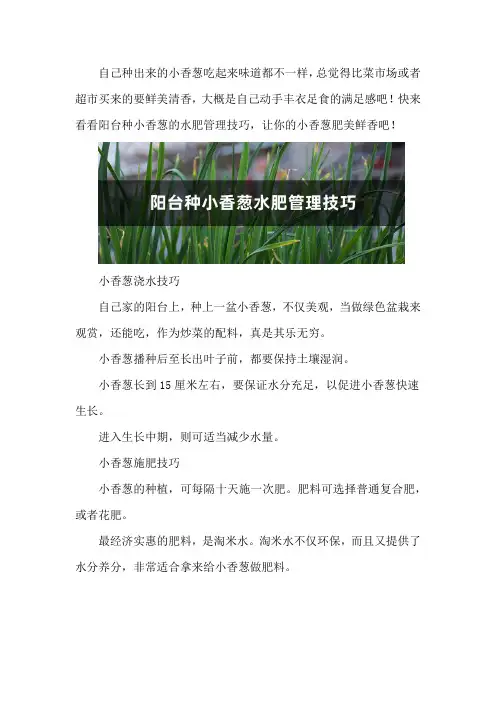 阳台种小香葱水肥管理技巧