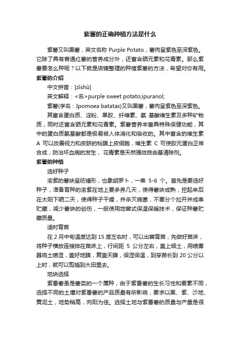 紫薯的正确种植方法是什么