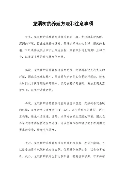龙须树的养殖方法和注意事项