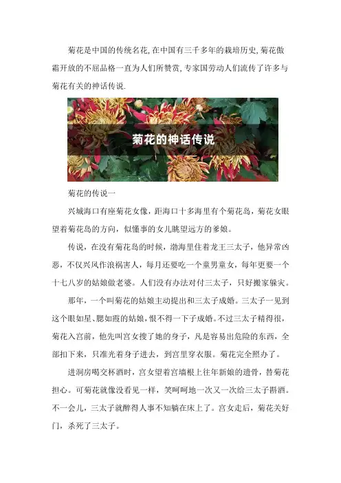 菊花的神话传说